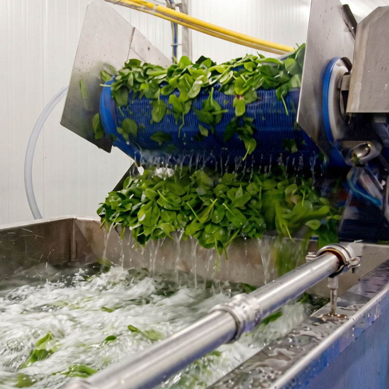 Processing spinach 
