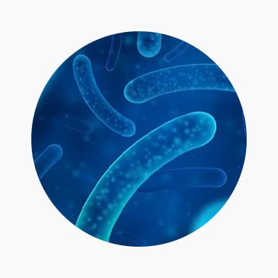 probiotics-ingredient