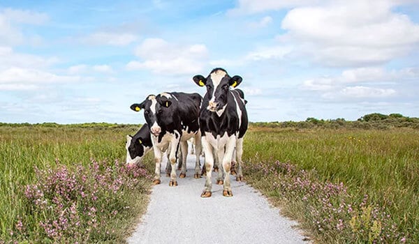 Dairy Foods:&nbsp;Women in dairy are forging out their own path to success